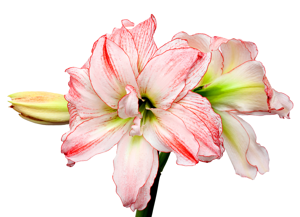 Pink and White Amaryllis flower
